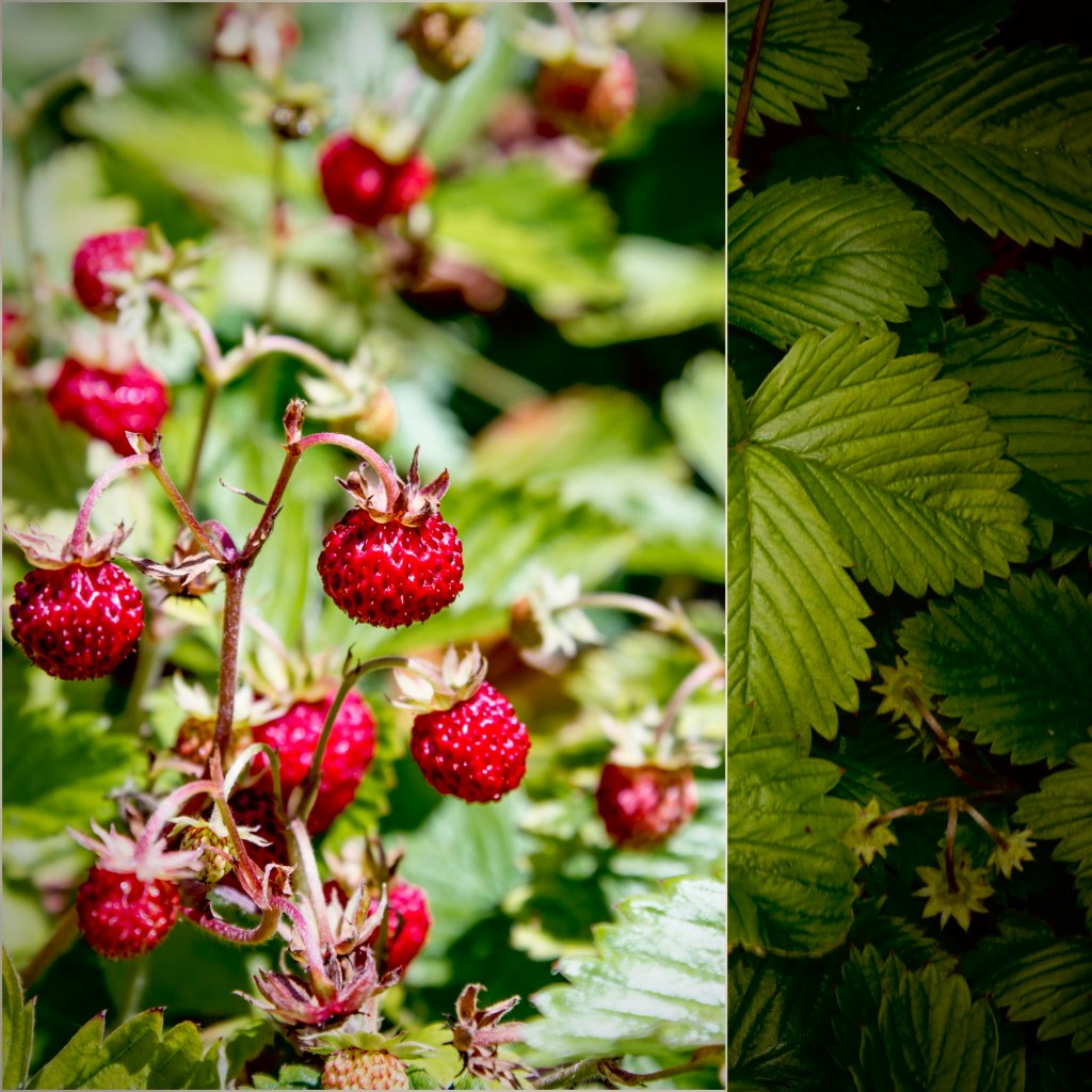 Salal and Strawberry Therapy - photo of wild strawberries