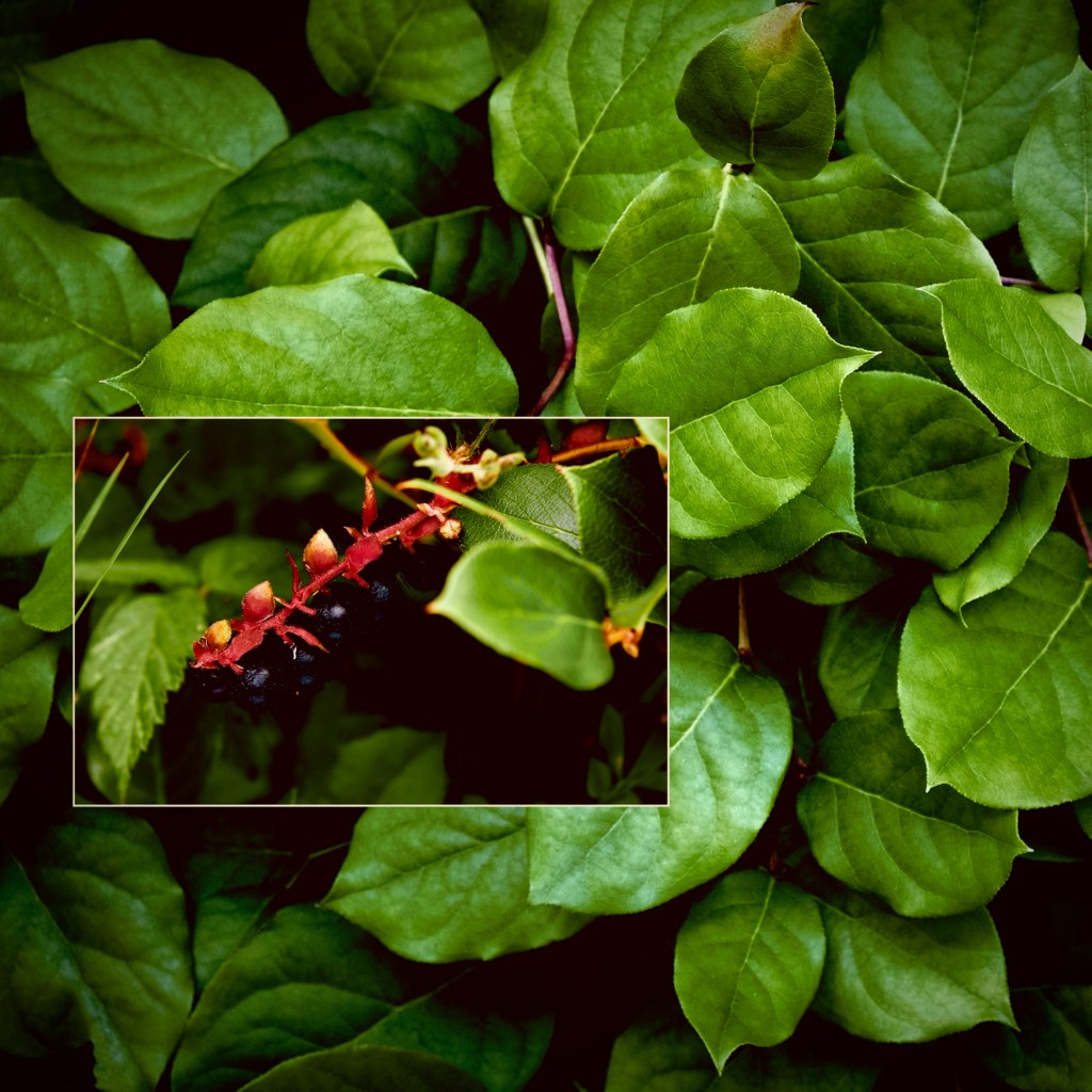 Salal and Strawberry Therapy - photo of salal