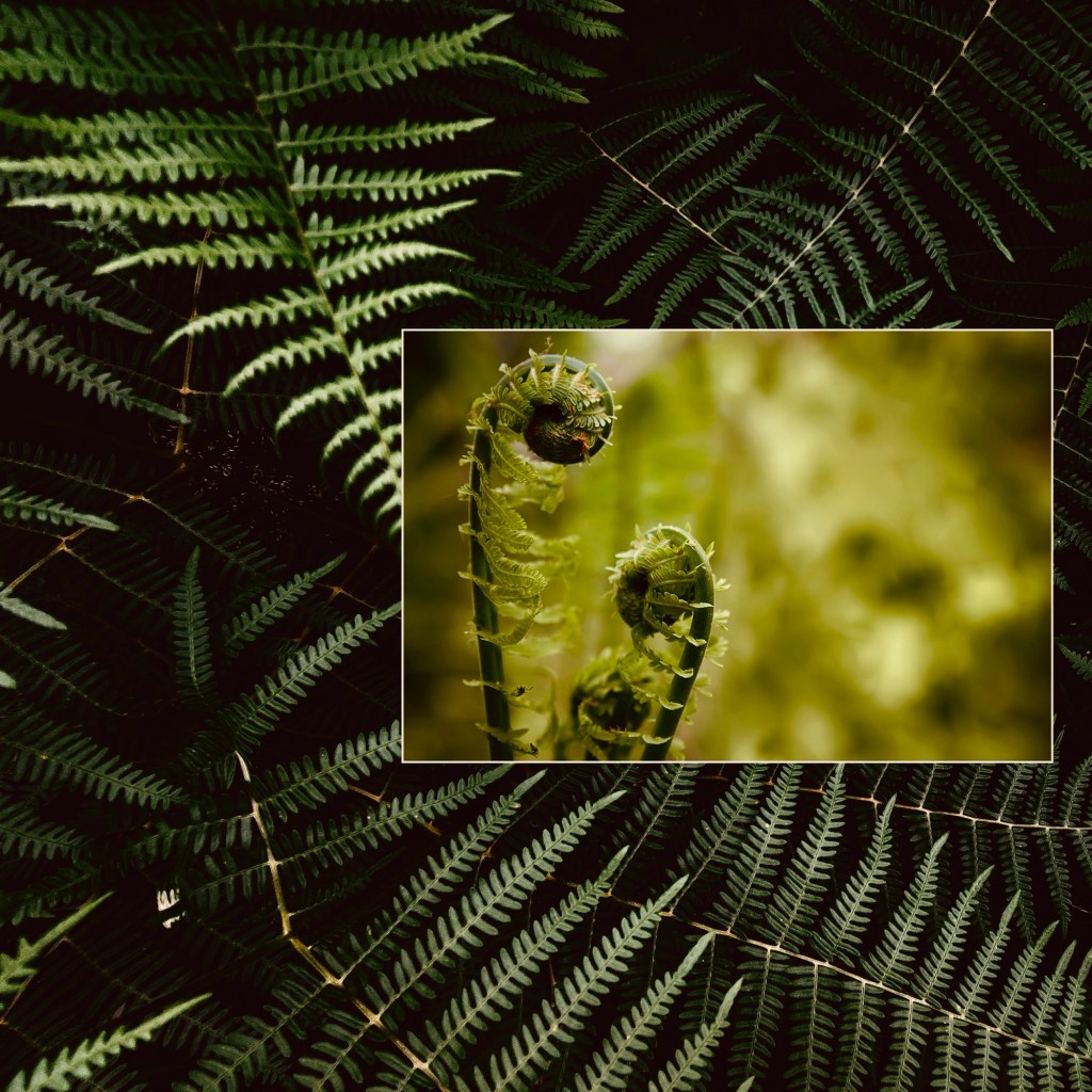 Salal and Strawberry Therapy - photo of ferns