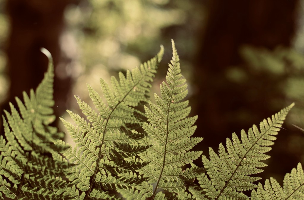Salal and Strawberry Therapy - photo of ferns