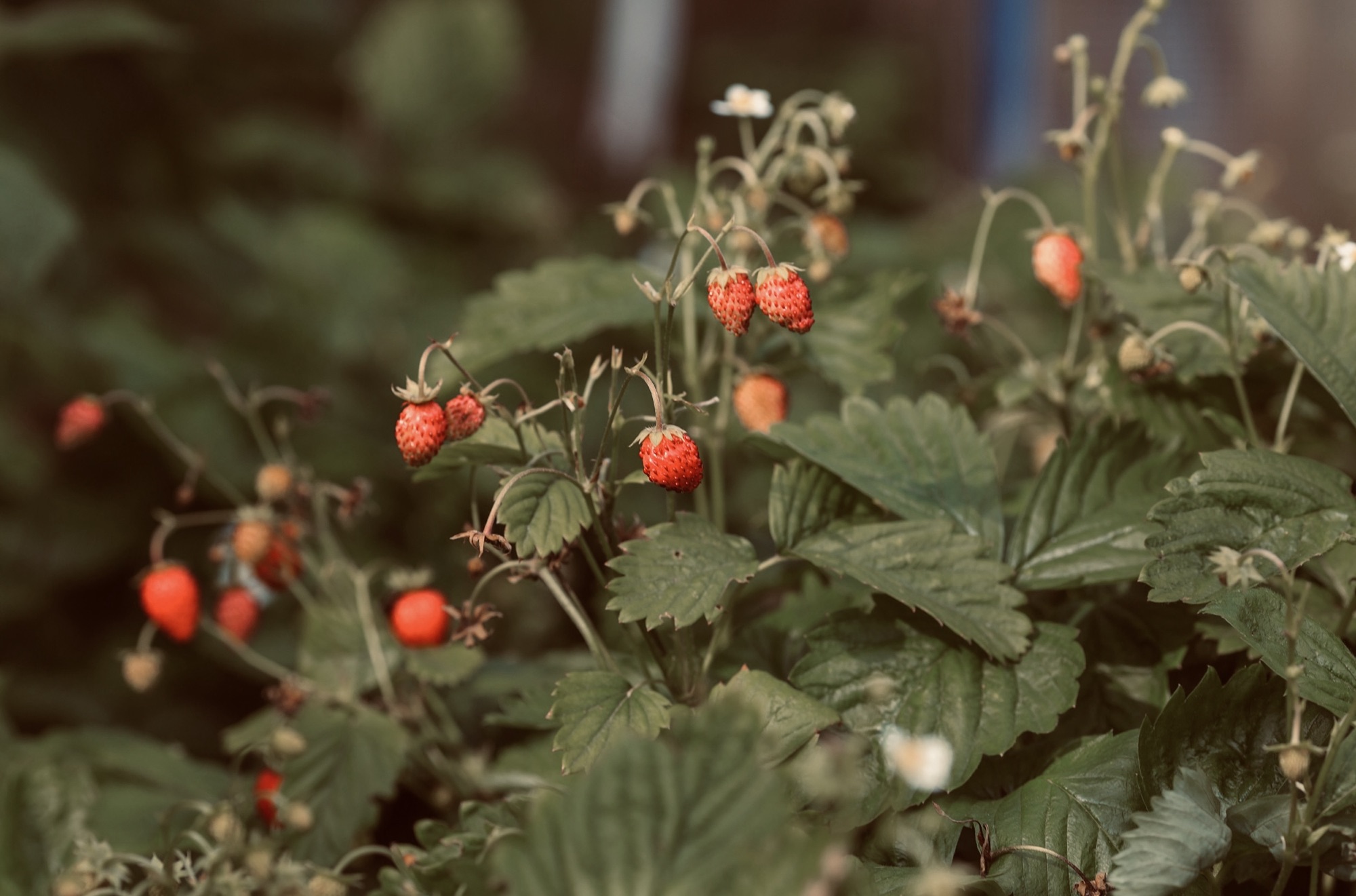 Salal and Strawberry Therapy - photo of wild strawberries