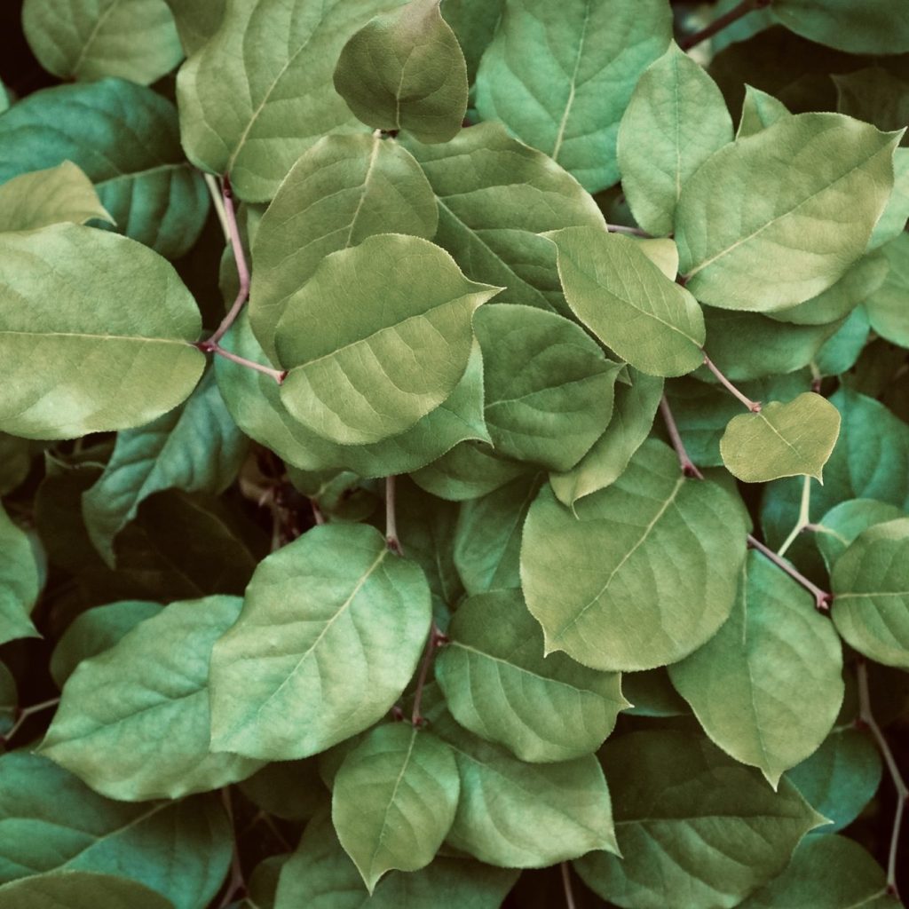 Salal and Strawberry Therapy - photo of salal